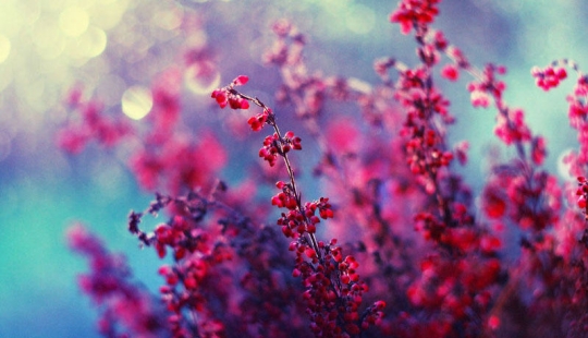 Flores de la fotógrafa polaca Barbara Florchik Flores de la fotógrafa polaca Barbara Florchik