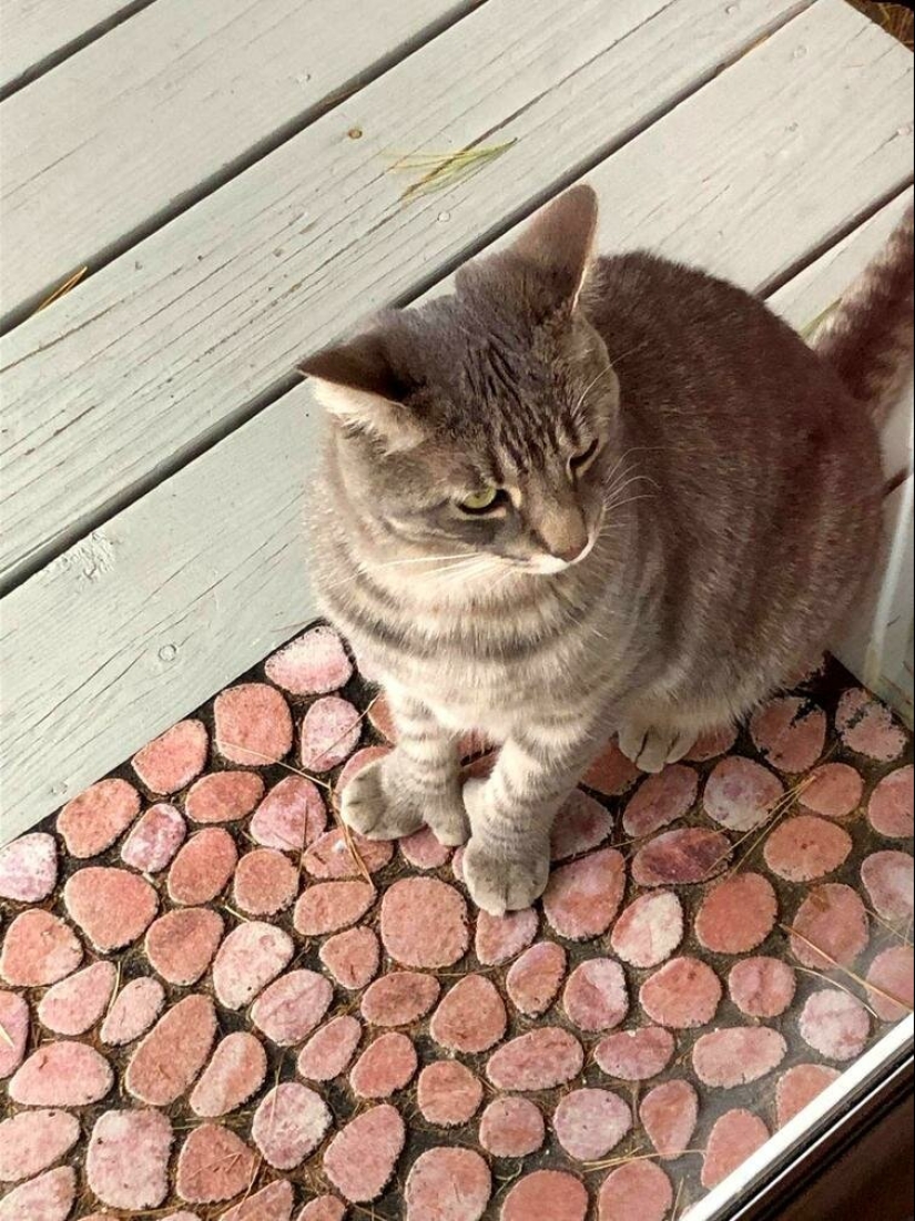 Fotografías de todo lo que va a hacer su día más brillante y tu sonrisa más amplia Fotografías de todo lo que va a hacer su día más brillante y tu sonrisa más amplia