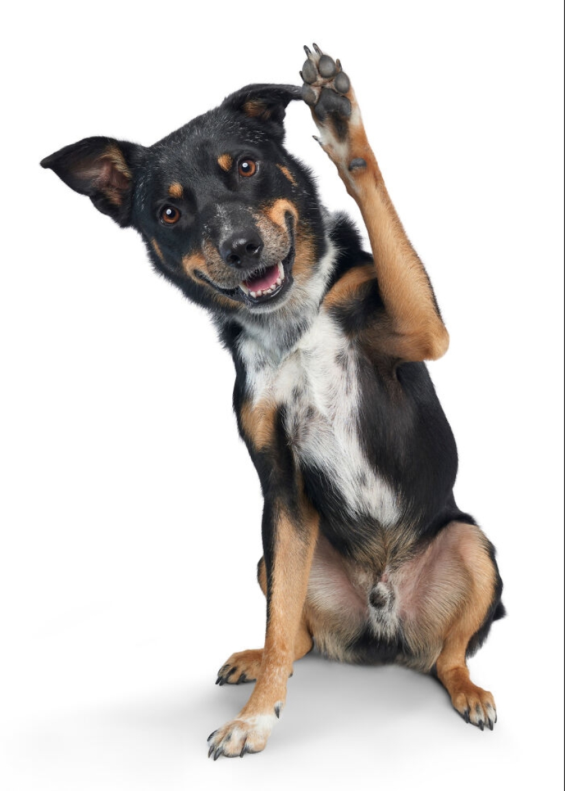 Fotografié a 16 perros rescatados con la esperanza de que esto les ayude a encontrar un hogar para siempre