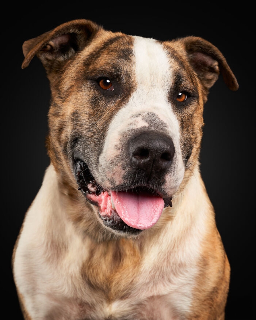 Fotografié a 16 perros rescatados con la esperanza de que esto les ayude a encontrar un hogar para siempre