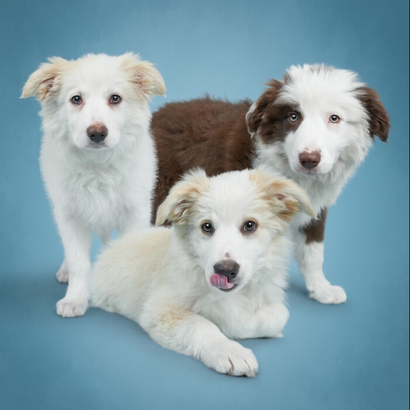 Fotografié a 16 perros rescatados con la esperanza de que esto les ayude a encontrar un hogar para siempre