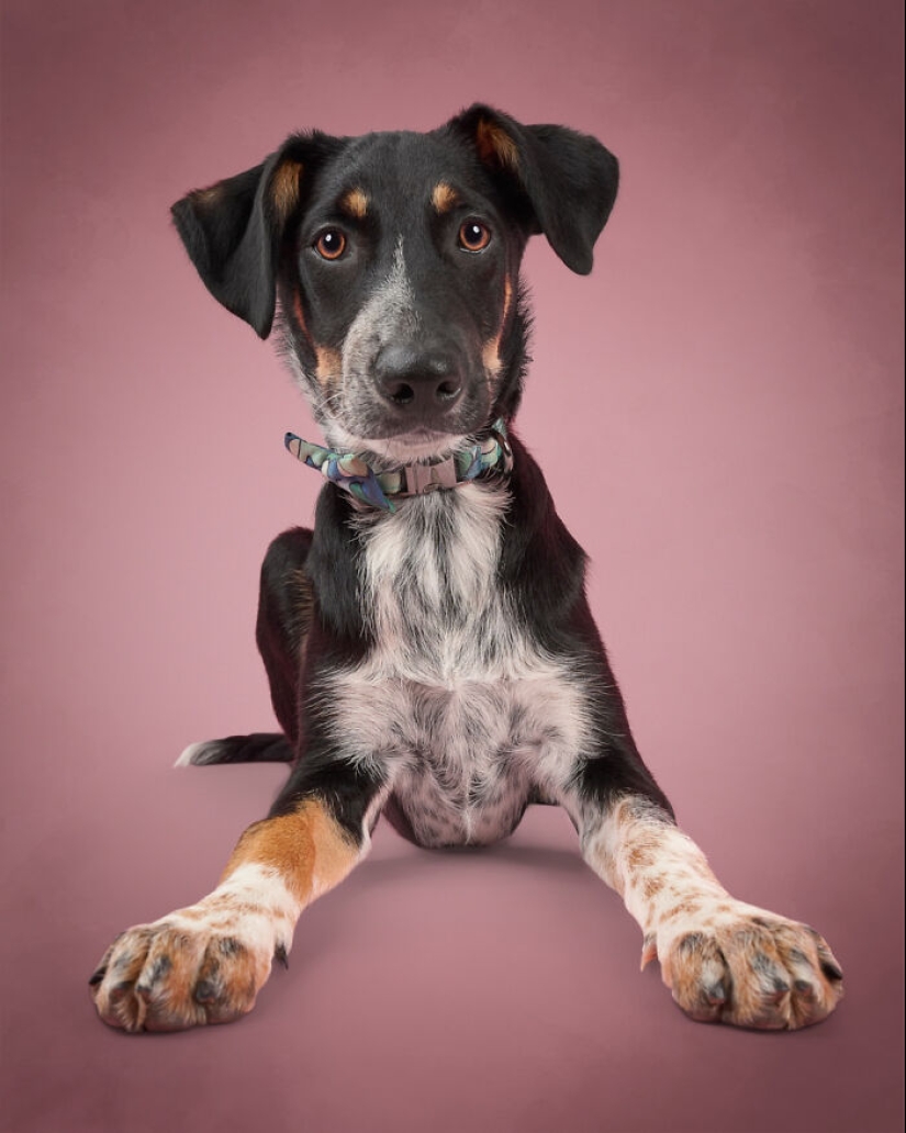 Fotografié a 16 perros rescatados con la esperanza de que esto les ayude a encontrar un hogar para siempre