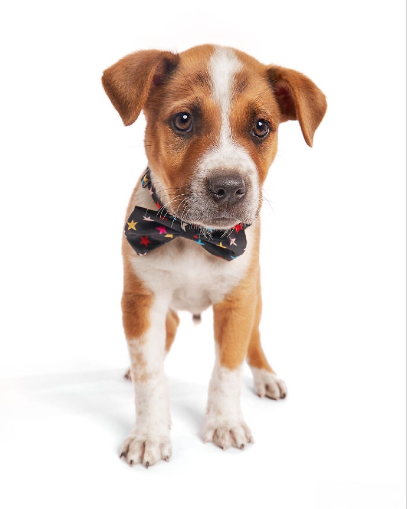 Fotografié a 16 perros rescatados con la esperanza de que esto les ayude a encontrar un hogar para siempre