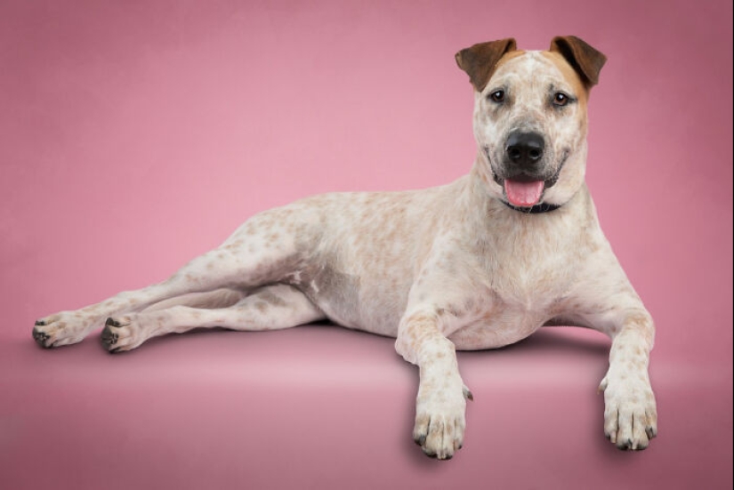 Fotografié a 16 perros rescatados con la esperanza de que esto les ayude a encontrar un hogar para siempre