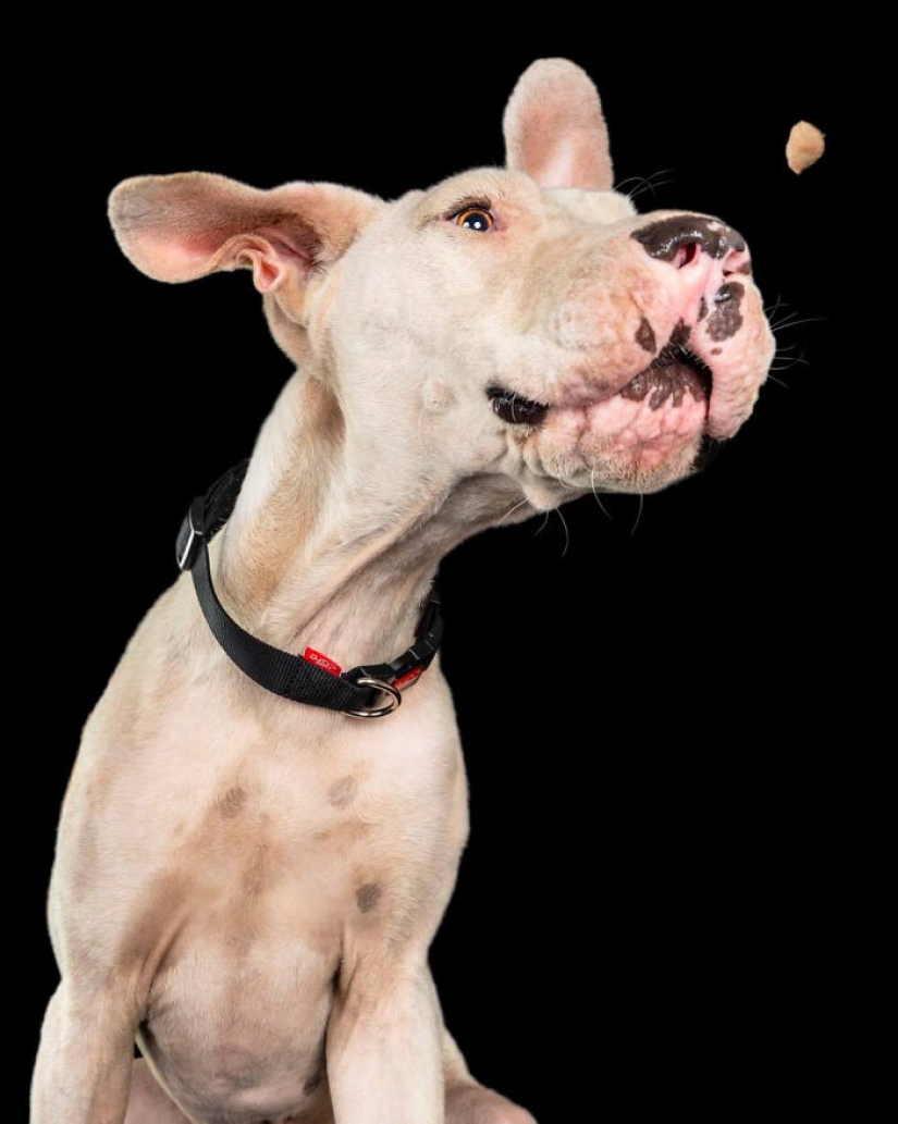 Fotografié a 16 perros rescatados con la esperanza de que esto les ayude a encontrar un hogar para siempre