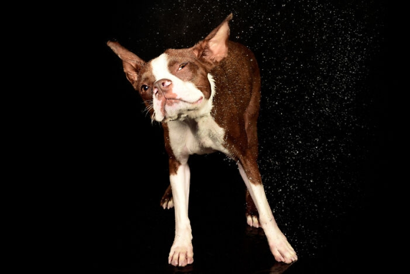Fotografié perros jugando con agua