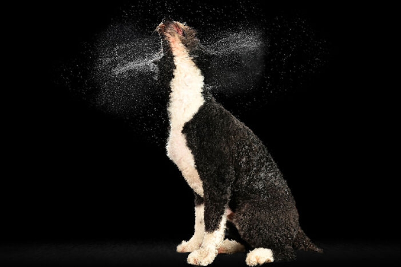 Fotografié perros jugando con agua