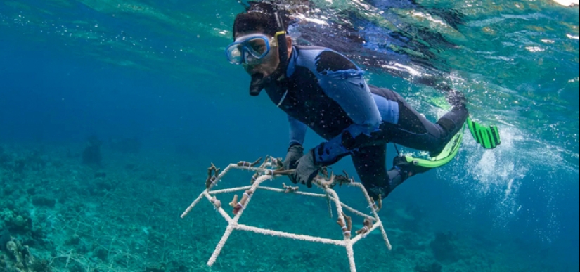 Full Recovery For A Lifeless Coral Reef Within 4 Years, Study Finds Full Recovery For A Lifeless Coral Reef Within 4 Years, Study Finds