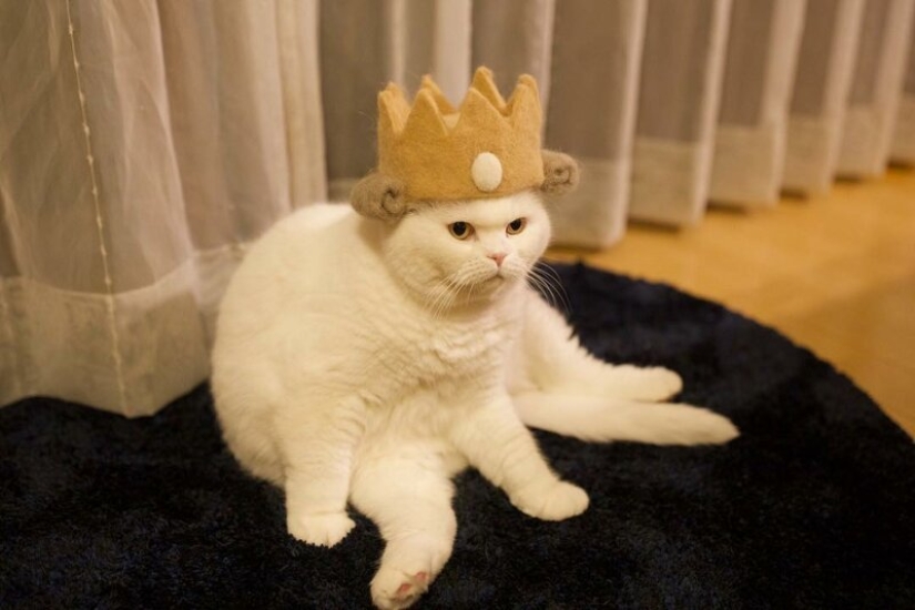 Funny cats in the caps of their own hair Funny cats in the caps of their own hair