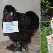 Gallinas traviesas que tienen el coraje de confesar sus pecados