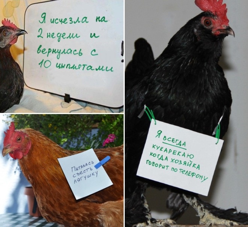 Gallinas traviesas que tienen el coraje de confesar sus pecados Gallinas traviesas que tienen el coraje de confesar sus pecados
