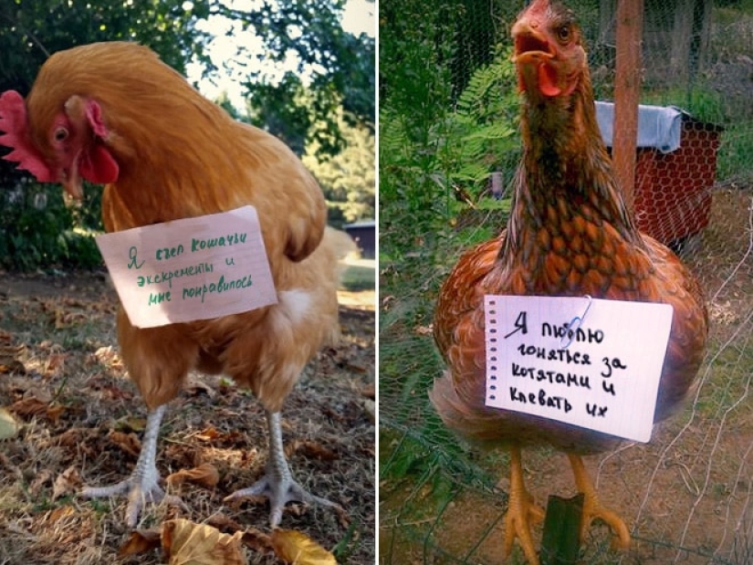 Gallinas traviesas que tienen el coraje de confesar sus pecados Gallinas traviesas que tienen el coraje de confesar sus pecados