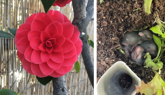 Gardening is cool! 30 best photos from the largest Reddit community for gardeners