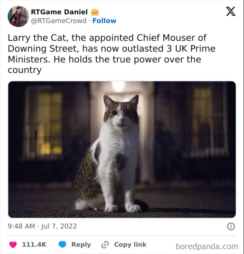 “Gatos con trabajo”: 10 gatos trabajadores que merecen un día libre “Gatos con trabajo”: 10 gatos trabajadores que merecen un día libre