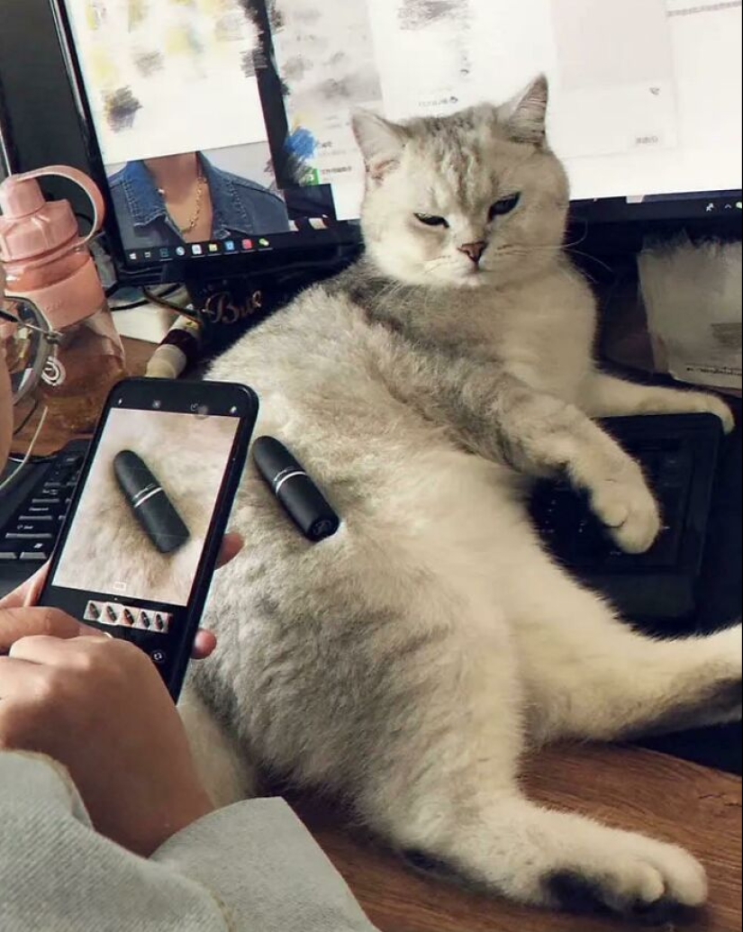 “Gatos con trabajo”: 10 gatos trabajadores que merecen un día libre “Gatos con trabajo”: 10 gatos trabajadores que merecen un día libre