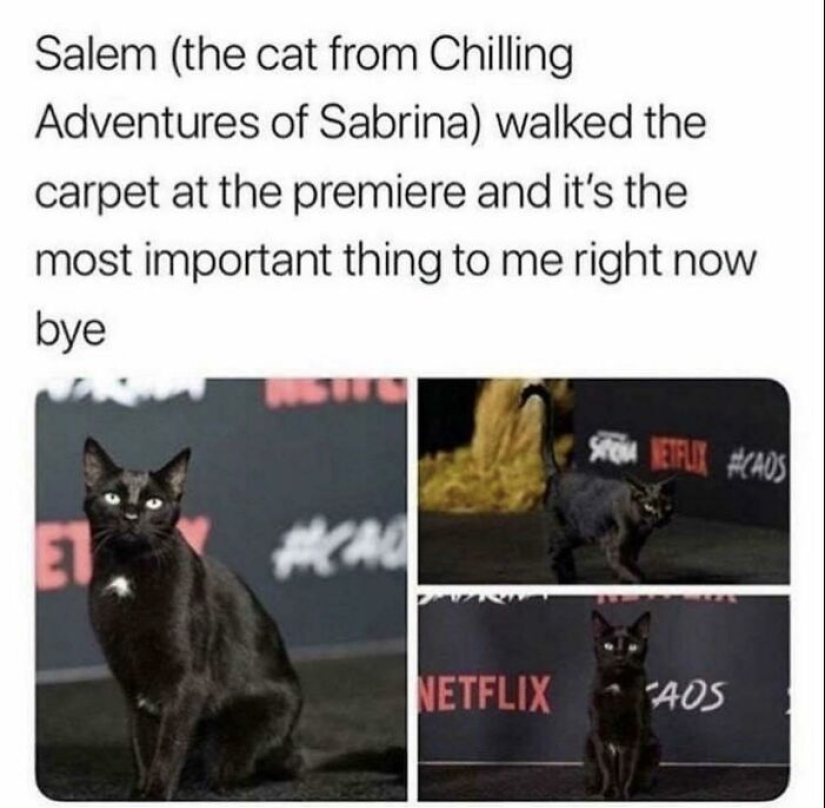 “Gatos con trabajo”: 10 gatos trabajadores que merecen un día libre “Gatos con trabajo”: 10 gatos trabajadores que merecen un día libre