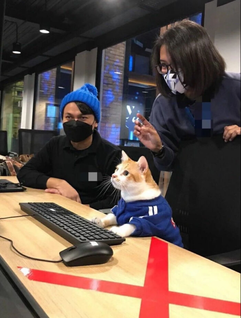 “Gatos con trabajo”: 10 gatos trabajadores que merecen un día libre “Gatos con trabajo”: 10 gatos trabajadores que merecen un día libre