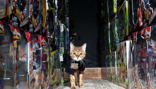 Gatos de servicio Gatos de servicio