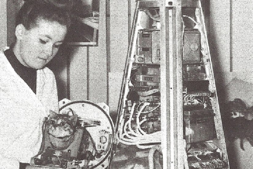 Gatos de servicio Gatos de servicio