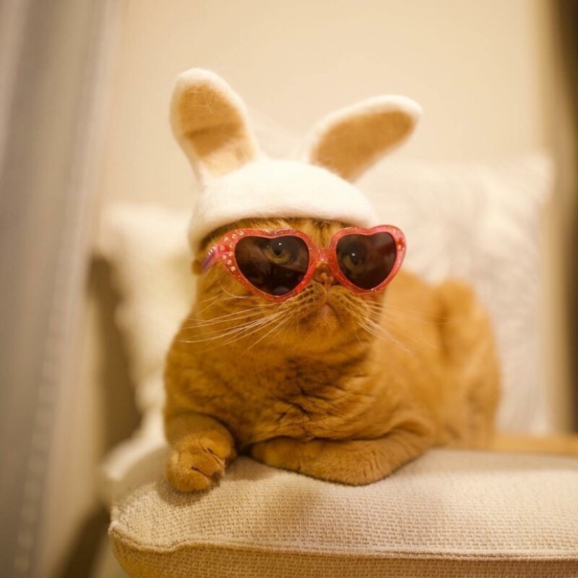 Gatos divertidos en las tapas de su propio cabello Gatos divertidos en las tapas de su propio cabello