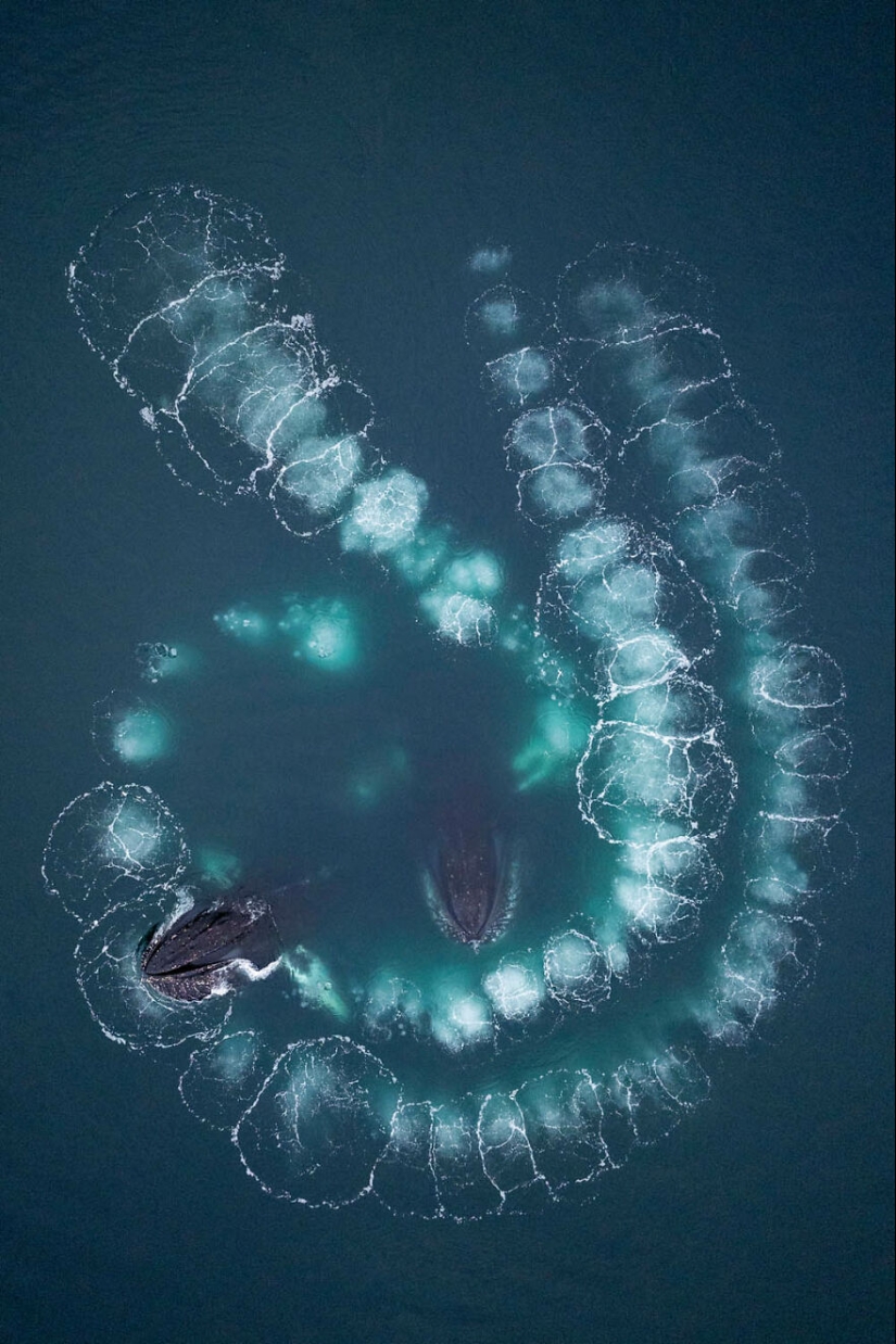 GDT 2024 Photography Winners Unveil Nature’s Beauty