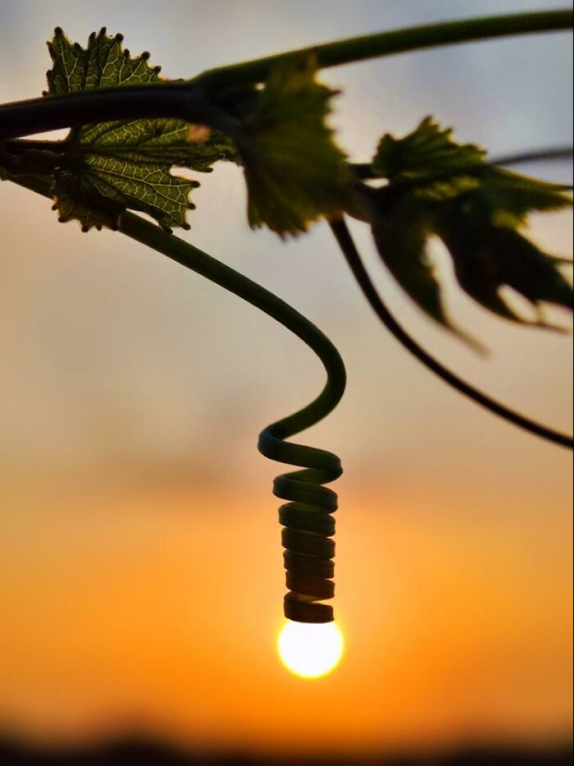 Gemas de la hora dorada: las impresionantes historias fotográficas del atardecer de Aaditya Bhat