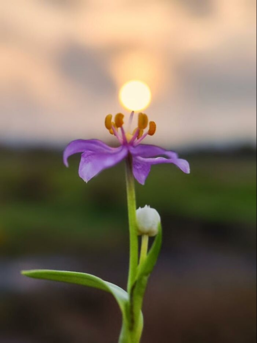 Gemas de la hora dorada: las impresionantes historias fotográficas del atardecer de Aaditya Bhat