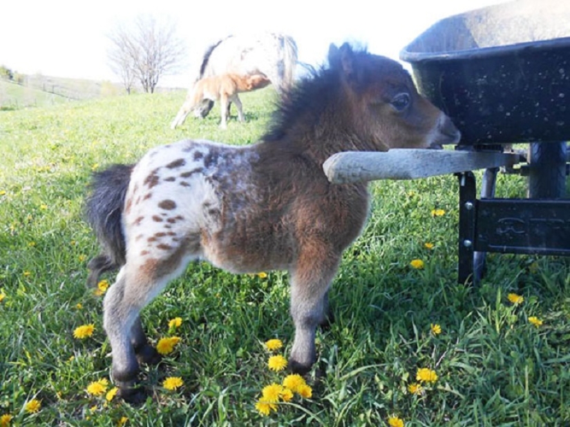 Get the kids off the screens: 30 mimic mini-horses Get the kids off the screens: 30 mimic mini-horses