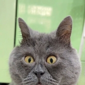 Goofy-Looking Cat Continues To Steal People’s Hearts Online And Also Help 10 Sheltered Animals