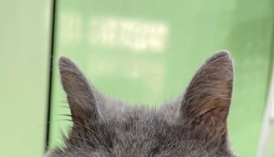 Goofy-Looking Cat Continues To Steal People’s Hearts Online And Also Help 10 Sheltered Animals