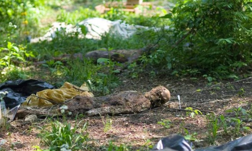 Granjas de cadáveres: para quienes una terrible "cosecha" está madurando en los campos y bosques Granjas de cadáveres: para quienes una terrible "cosecha" está madurando en los campos y bosques