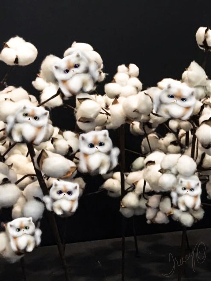 Hago arte lindo agregando animales dibujados a fotos aleatorias