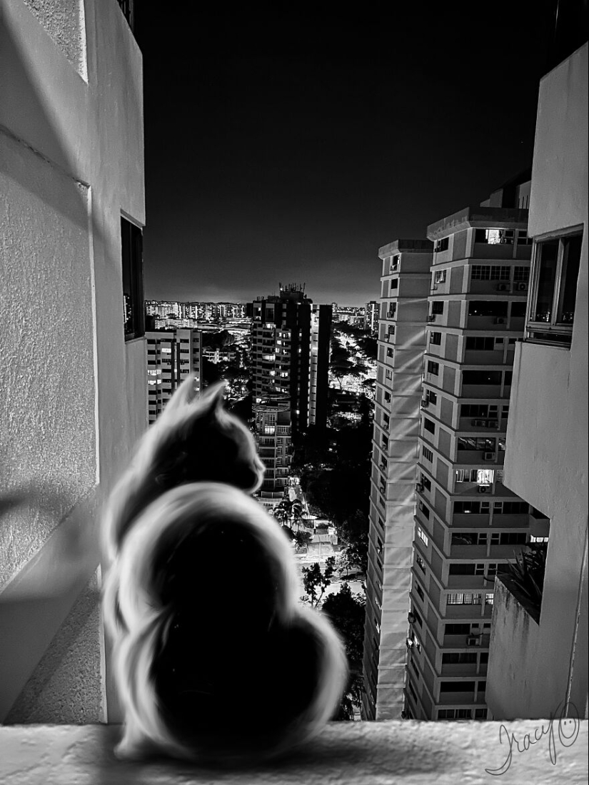 Hago arte lindo agregando animales dibujados a fotos aleatorias