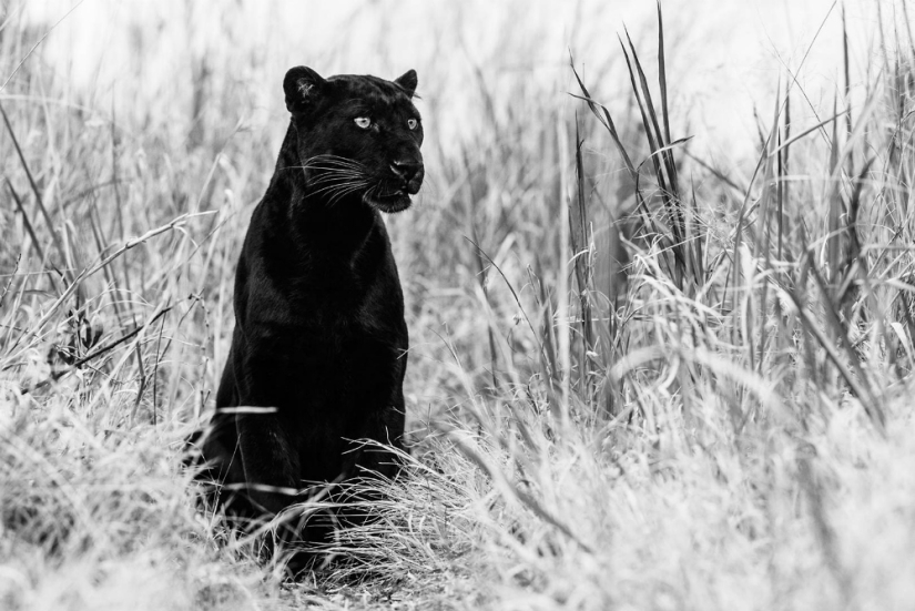 "He estado persiguiendo a este leopardo hora y media": la historia de la creación de la legendaria las mejores fotos del fotógrafo David yarrow "He estado persiguiendo a este leopardo hora y media": la historia de la creación de la legendaria las mejores fotos del fotógrafo David yarrow
