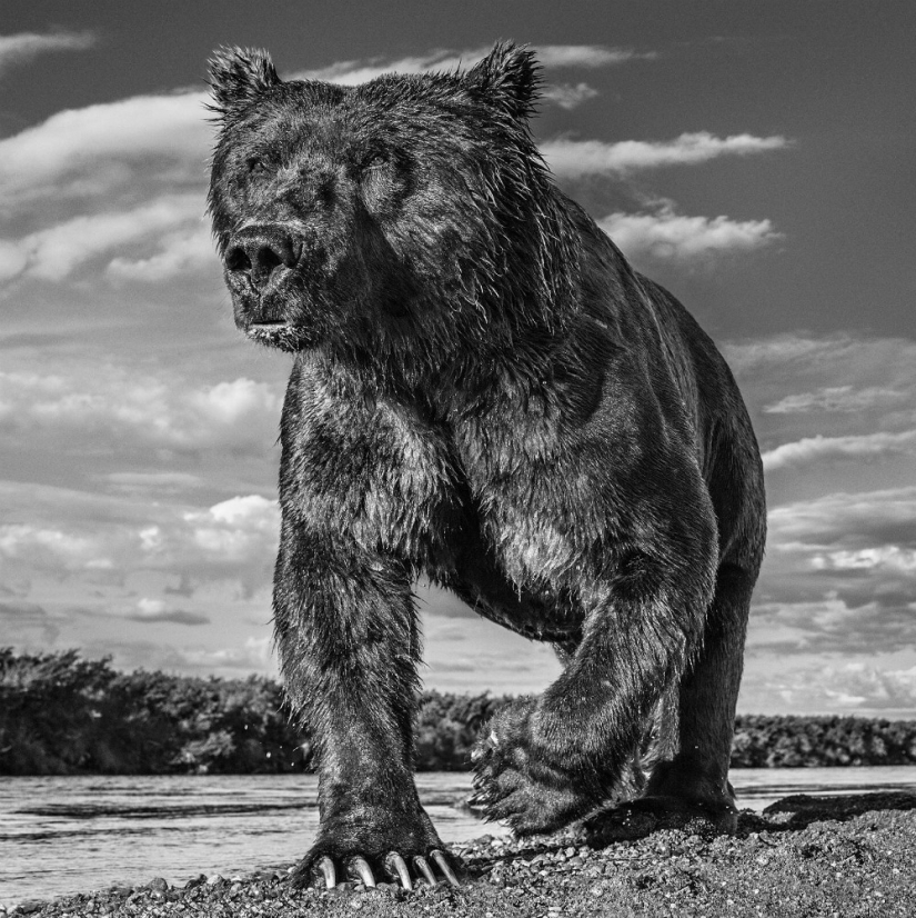 "He estado persiguiendo a este leopardo hora y media": la historia de la creación de la legendaria las mejores fotos del fotógrafo David yarrow "He estado persiguiendo a este leopardo hora y media": la historia de la creación de la legendaria las mejores fotos del fotógrafo David yarrow