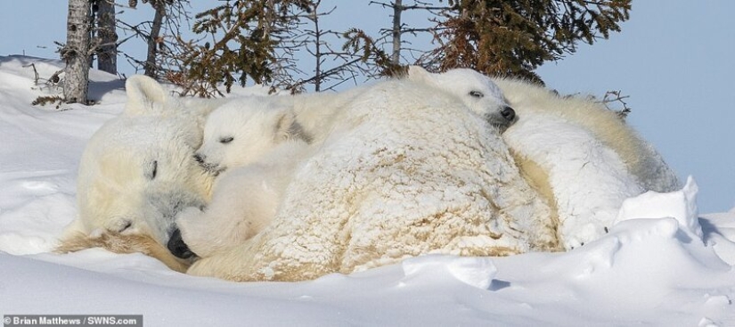 Hello, bears! The photographer was lucky to capture some stunning images of the white bear with cubs Hello, bears! The photographer was lucky to capture some stunning images of the white bear with cubs