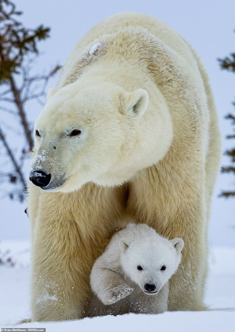 Hello, bears! The photographer was lucky to capture some stunning images of the white bear with cubs Hello, bears! The photographer was lucky to capture some stunning images of the white bear with cubs