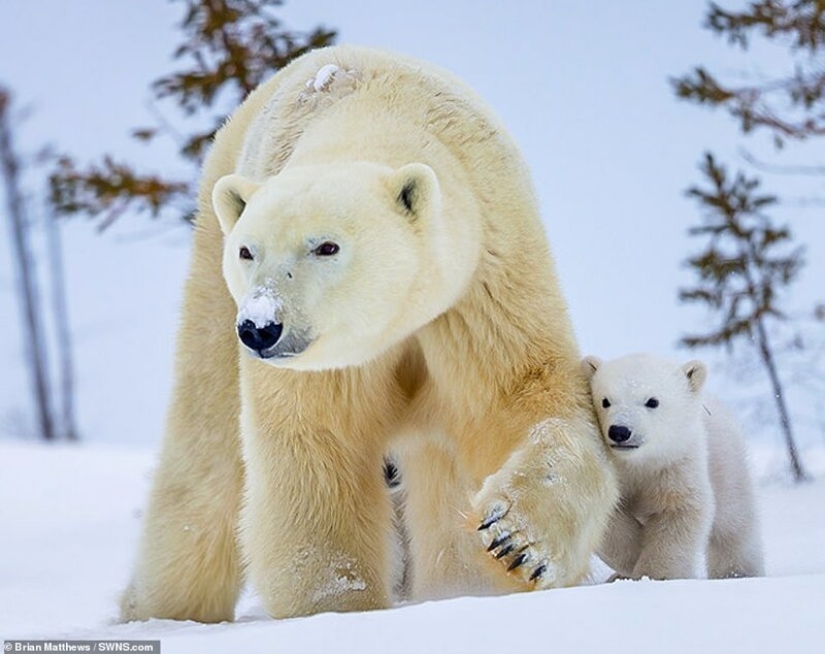 Hello, bears! The photographer was lucky to capture some stunning images of the white bear with cubs Hello, bears! The photographer was lucky to capture some stunning images of the white bear with cubs