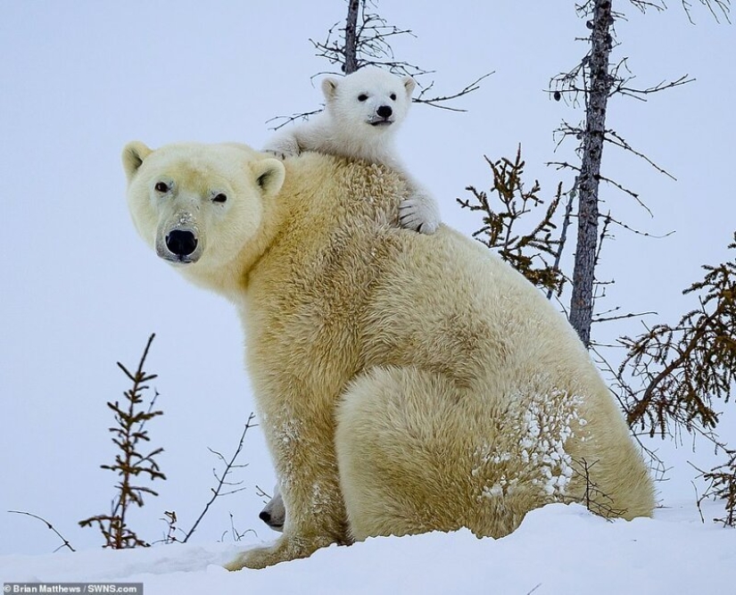 Hello, bears! The photographer was lucky to capture some stunning images of the white bear with cubs Hello, bears! The photographer was lucky to capture some stunning images of the white bear with cubs