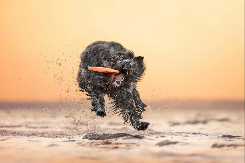 Here Are The Best 19 Pics Of 2024, As Shared By Dog Photography Awards Here Are The Best 19 Pics Of 2024, As Shared By Dog Photography Awards