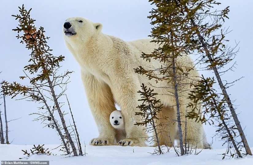 Hola, a los osos! El fotógrafo tuvo la suerte de capturar algunas imágenes impresionantes de el oso blanco con cachorros