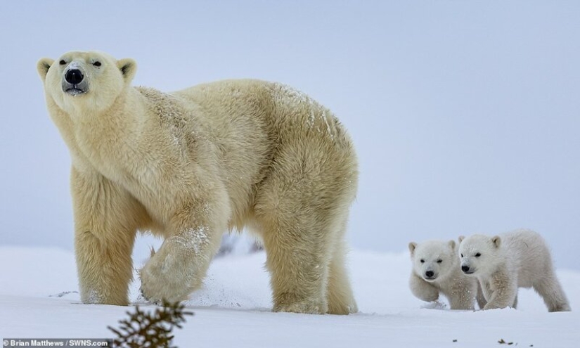 Hola, a los osos! El fotógrafo tuvo la suerte de capturar algunas imágenes impresionantes de el oso blanco con cachorros