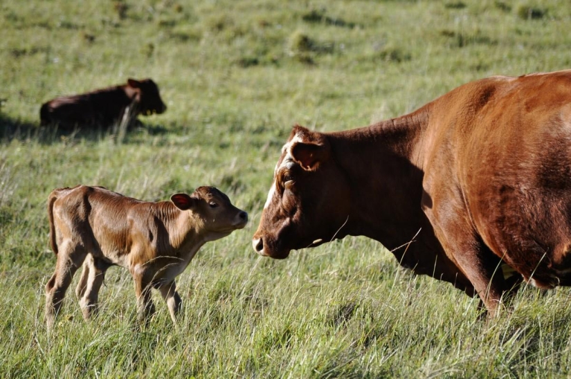 How to deal with a hangover in different countries of the world