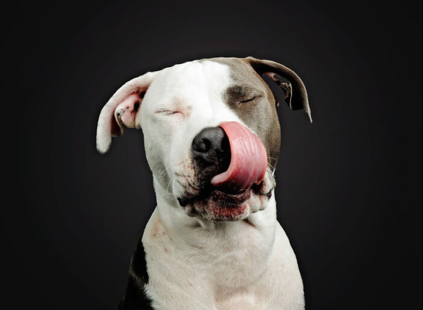 I Gave Pitbulls Peanut Butter, Grabbed My Camera, And Found Pure Joy