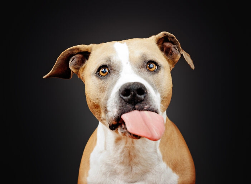 I Gave Pitbulls Peanut Butter, Grabbed My Camera, And Found Pure Joy