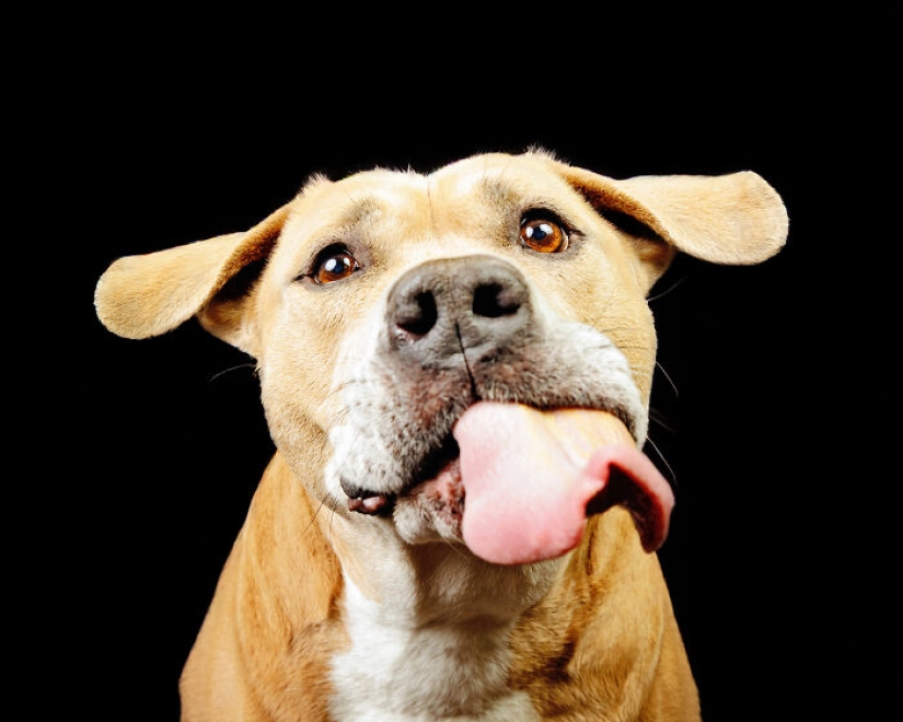 I Gave Pitbulls Peanut Butter, Grabbed My Camera, And Found Pure Joy