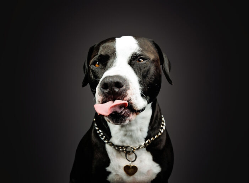 I Gave Pitbulls Peanut Butter, Grabbed My Camera, And Found Pure Joy