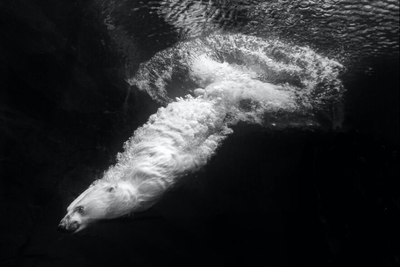 I Observed And Photographed Daily Activities Of Polar Bears Living In The Zoo