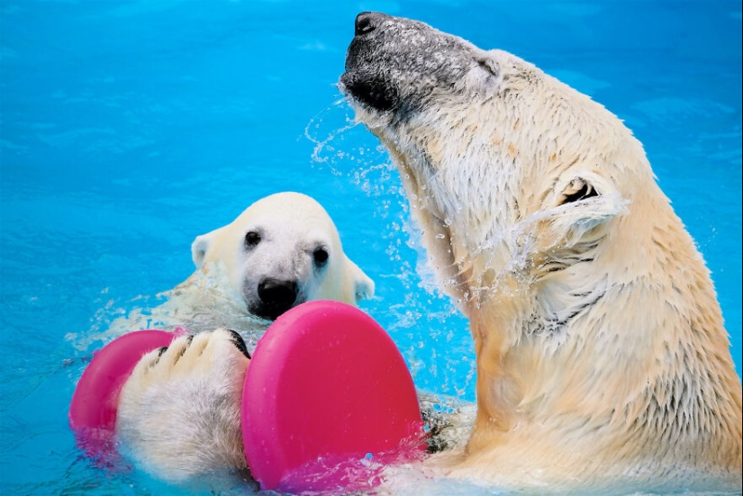 I Observed And Photographed Daily Activities Of Polar Bears Living In The Zoo