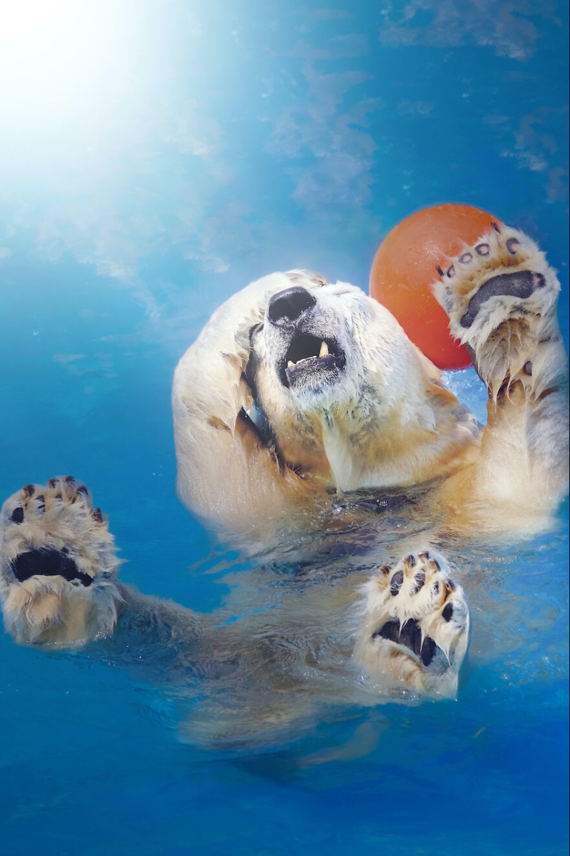 I Observed And Photographed Daily Activities Of Polar Bears Living In The Zoo